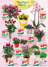 Gazetka promocyjna Dino - Gazetka - Gazetka - ważna od 25.05 do 25.05.2021 - strona 16 - produkty: Róża, Kalanchoe, Bukiet, Bazyl, Bazylia, Mięta, Fa