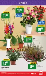 Gazetka promocyjna PoloMarket - Gazetka pomocyjna - Gazetka - ważna od 05.09 do 05.09.2023 - strona 11 - produkty: Róża, Laur, Bukiet