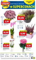 Gazetka promocyjna Lidl - GAZETKA - Gazetka - ważna od 10.09 do 10.09.2022 - strona 55 - produkty: Sok, Por, Chryzantema, Cień, Kosz, O nas, Storczyk, Bukiet