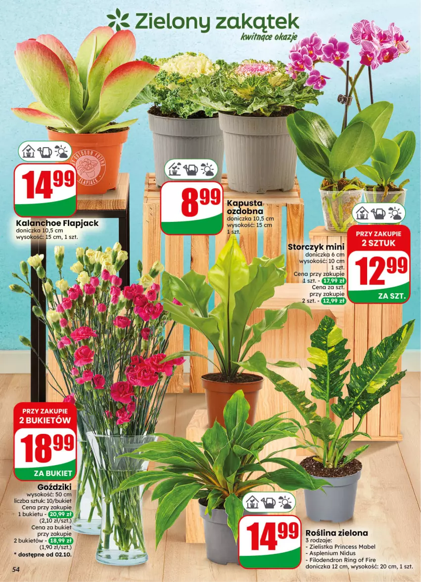 Gazetka promocyjna Dino - Gazetka 40 / 2026 - ważna 30.09 do 06.10.2026 - strona 54 - produkty: Bukiet, Fa, Kalanchoe, Sok, Storczyk