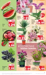 Gazetka promocyjna Kaufland - OFERTA TYGODNIA - Gazetka - ważna od 11.08 do 11.08.2021 - strona 13 - produkty: Gin, Chryzantema, Storczyk, Winogrona, Arbuz, Wino, Osłonka