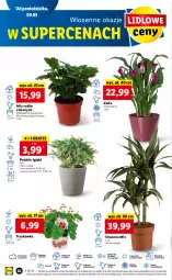 Gazetka promocyjna Lidl - GAZETKA - Gazetka - ważna od 11.05 do 11.05.2022 - strona 62 - produkty: Sok, Por, NBA, Gra, Chia, Cień, Kawa, O nas