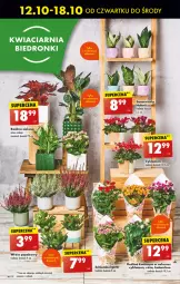 Gazetka promocyjna Biedronka - Od czwartku - Gazetka - ważna od 18.10 do 18.10.2023 - strona 16 - produkty: Cyklamen, Róża, Kalanchoe