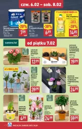 Gazetka promocyjna Aldi - Okazje na weekend - Gazetka - ważna od 08.02 do 08.02.2025 - strona 4 - produkty: Sok, Hiacynt, Gerber, Papier, Bell, Przekąski dla psa, Kumkwat, Tera, Storczyk, Ręcznik, Rolki, Narcyz, Olej rzepakowy, Bella, Ręczniki papierowe, Olej, Sukulent