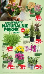 Gazetka promocyjna Kaufland - Gazetka tygodnia - Gazetka - ważna od 14.06 do 14.06.2023 - strona 51 - produkty: Cień, Kalanchoe, Storczyk