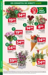 Gazetka promocyjna Stokrotka - Market - Gazetka - ważna od 12.03 do 12.03.2025 - strona 12 - produkty: Tulipan, Kwiaty cięte, Bukiet, HP