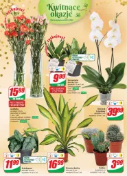 Gazetka promocyjna Dino - Gazetka 52 - Gazetka - ważna od 02.01 do 02.01.2024 - strona 22 - produkty: Sok, Kaktus, Storczyk, Bukiet