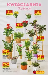 Gazetka promocyjna Biedronka - W tym tygodniu - Gazetka - ważna od 05.03 do 05.03.2022 - strona 61 - produkty: Sok, Tulipan, Róża, Chia, Fa