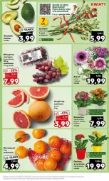 Gazetka promocyjna Kaufland - Gazetka - ważna od 13.03 do 13.03.2024 - strona 3 - produkty: Mandarynki, Kalanchoe, Winogrona, Wino, Grejpfrut, Fa