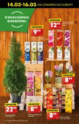 Gazetka promocyjna Biedronka - Od czwartku - Gazetka - ważna od 20.03 do 20.03.2024 - strona 22 - produkty: Sok, Por, AEG, Róża, Wazon