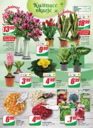 Gazetka promocyjna Dino - Gazetka - Gazetka - ważna od 31.01 do 31.01.2023 - strona 18 - produkty: Cebula, Sok, Hiacynt, Bukiet