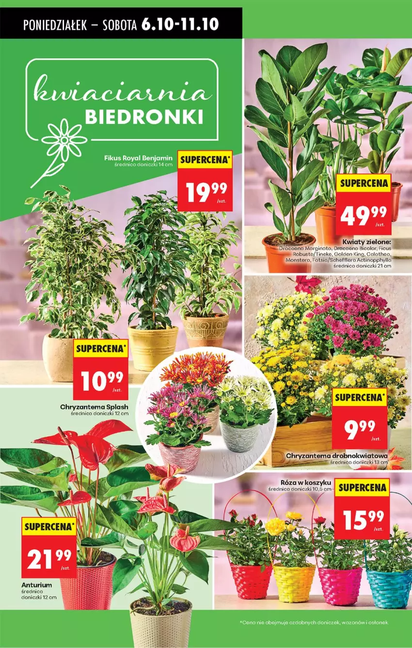 Gazetka promocyjna Biedronka - Od Poniedziałku - ważna 06.10 do 11.10.2025 - strona 26 - produkty: BIC, Chryzantema, Tera