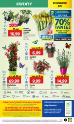 Gazetka promocyjna Lidl - GAZETKA - Gazetka - ważna od 10.05 do 10.05.2025 - strona 49 - produkty: Sok, Por, Gra, Tulipan, Papryka czerwona, Papryka, Ogórek, Cień, O nas, Portal, Laur, Sałat, Piast, Mola, Bukiet, Pomidor malinowy