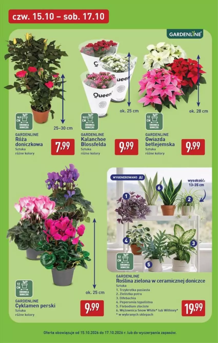 Gazetka promocyjna Aldi - Oferta weekendowa - ważna 15.10 do 17.10.2026 - strona 7 - produkty: Cyklamen, Gwiazda, Kalanchoe, Róża, Sok