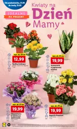 Gazetka promocyjna Lidl - GAZETKA - Gazetka - ważna od 25.05 do 25.05.2022 - strona 10 - produkty: Gerber, Papier, Chryzantema, Kalanchoe