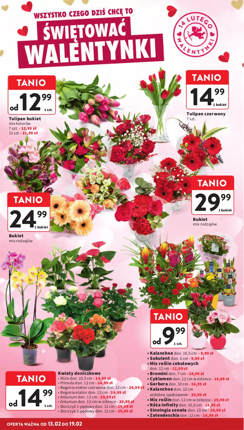 Gazetka promocyjna Intermarche - Gazetka promocyjna - ważna 13.02 do 19.02.2025 - strona 8 - produkty: Bukiet, Chia, Cyklamen, Gerber, Kalanchoe, Primula, Róża, Storczyk, Sukulent, Tulipan