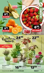Gazetka promocyjna Netto - Od Poniedziałku - Gazetka - ważna od 27.09 do 27.09.2025 - strona 7 - produkty: Cyklamen, Kalanchoe, Owoce