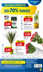 Gazetka promocyjna Lidl - GAZETKA - Gazetka - ważna od 01.02 do 01.02.2023 - strona 65 - produkty: Sok, Gry, Tulipan, Cień, O nas, Mola, Bukiet, Narcyz