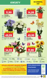Gazetka promocyjna Lidl - GAZETKA - Gazetka - ważna od 02.08 do 02.08.2025 - strona 53 - produkty: Sok, Por, Gra, Cynk, Cień, O nas, Portal, Laur, Storczyk, Mola, Bukiet, Osłonka