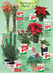 Gazetka promocyjna Dino - Gazetka 48 - Gazetka - ważna od 05.12 do 05.12.2023 - strona 22 - produkty: Sok, Gwiazda, Bukiet
