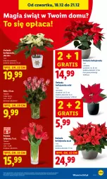 Gazetka promocyjna Lidl - GAZETKA - Gazetka - ważna od 21.12 do 21.12.2025 - strona 33 - produkty: Sok, Gra, Tulipan, Gwiazda, Bukiet
