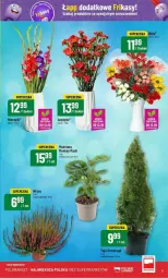 Gazetka promocyjna PoloMarket - Gazetka - ważna od 17.09 do 17.09.2024 - strona 23 - produkty: Tera, Bukiet, Miecz