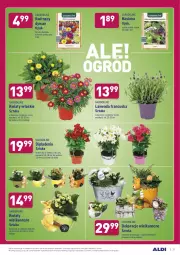 Gazetka promocyjna Aldi - ALE! CENA - Gazetka - ważna od 27.03 do 27.03.2021 - strona 31 - produkty: Sok, Kalanchoe, Dywan