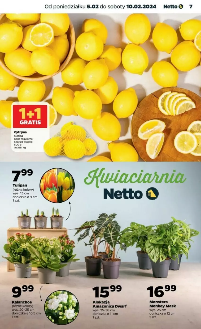Gazetka promocyjna Netto - ważna 05.02 do 10.02.2024 - strona 23 - produkty: Siatka, Tera, Tulipan