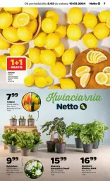 Gazetka promocyjna Netto - Gazetka - ważna od 10.02 do 10.02.2024 - strona 23 - produkty: Tulipan, Tera, Siatka