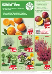 Gazetka promocyjna Kaufland - Gazetka tygodnia - Gazetka - ważna od 02.10 do 02.10.2024 - strona 11 - produkty: Ser, Pomarańcze, Bukiet, Owoce, Deser, Mango, Fa