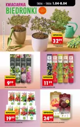 Gazetka promocyjna Biedronka - Od Środy - Gazetka - ważna od 02.04 do 02.04.2026 - strona 75 - produkty: Wazon, Gres