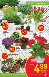 Gazetka promocyjna Delikatesy Centrum - Gazetka Delikatesy Centrum - Gazetka - ważna od 28.04 do 28.04.2021 - strona 31 - produkty: Borówka, Tulipan, Bukiet