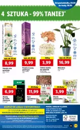 Gazetka promocyjna Lidl - GAZETKA - Gazetka - ważna od 06.04 do 06.04.2022 - strona 63 - produkty: Cebula, Gry, Tera, Mola