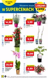 Gazetka promocyjna Lidl - GAZETKA - Gazetka - ważna od 14.05 do 14.05.2022 - strona 46 - produkty: Piwo, Storczyk, Wino