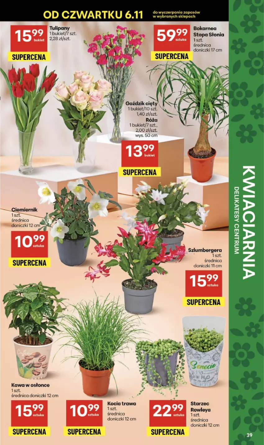 Gazetka promocyjna Delikatesy Centrum - Franczyza DC45 Czwartek - ważna 06.11 do 12.11.2025 - strona 39 - produkty: Bukiet, Kawa, Koc, Kocia trawa, Róża, Szlumbergera, Top, Tulipan