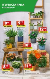 Gazetka promocyjna Biedronka - Od poniedzialku - Gazetka - ważna od 08.07 do 08.07.2023 - strona 52 - produkty: Koc, Chryzantema, Wazon, LG, Fa