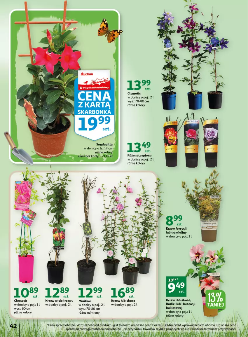 Gazetka promocyjna Auchan - Gazetka Wiosenne korzyści Hipermarket Auchan - ważna 20.04 do 26.04.2023 - strona 42 - produkty: Bukiet, Fa, Hibiskus, Kiwi, Minikiwi, Orka, Róża