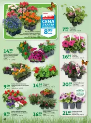 Gazetka promocyjna Auchan - Gazetka Wiosenne korzyści Hipermarket Auchan - Gazetka - ważna od 26.04 do 26.04.2023 - strona 40 - produkty: Por, Koc, Surf, Aksam