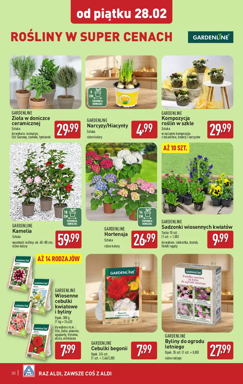 Gazetka promocyjna Aldi - Pełna oferta - ważna 24.02 do 01.03.2025 - strona 30 - produkty: Hiacynt, Kalanchoe, Laur, Narcyz, Piwo, Sok, Zioła w doniczce