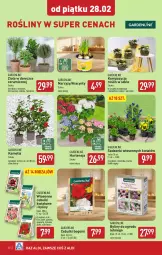Gazetka promocyjna Aldi - Pełna oferta - Gazetka - ważna od 01.03 do 01.03.2025 - strona 30 - produkty: Piwo, Sok, Hiacynt, Zioła w doniczce, Kalanchoe, Laur, Narcyz