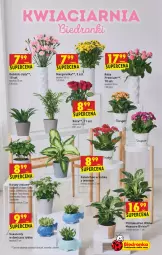 Gazetka promocyjna Biedronka - W tym tygodniu - Gazetka - ważna od 14.07 do 14.07.2021 - strona 11 - produkty: Sok, Róża, , Sukulent