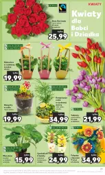 Gazetka promocyjna Kaufland - Gazetka tygodnia - Gazetka - ważna od 24.01 do 24.01.2024 - strona 21 - produkty: Hiacynt, Tulipan, Cynk, Kalanchoe, Tera, Pomidory, Fa