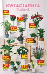 Gazetka promocyjna Biedronka - W tym tygodniu - Gazetka - ważna od 10.07 do 10.07.2021 - strona 10 - produkty: Róża, Kalanchoe, Tera, 