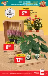 Gazetka promocyjna PoloMarket - Gazetka pomocyjna - Gazetka - ważna od 11.10 do 11.10.2022 - strona 9 - produkty: Pur, Róża, Tera, Ogród