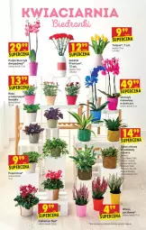 Gazetka promocyjna Biedronka - W tym tygodniu - Gazetka - ważna od 12.10 do 12.10.2021 - strona 11 - produkty: Sok, Por, Cyklamen, Tulipan, Róża, Kosz, Wazon, Storczyk
