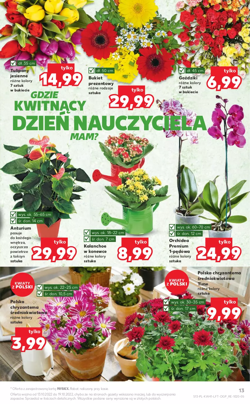 Gazetka promocyjna Kaufland - OFERTA TYGODNIA - ważna 13.10 do 19.10.2022 - strona 13 - produkty: Bukiet, Chryzantema, Kalanchoe, Tulipan