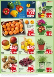 Gazetka promocyjna Kaufland - Gazetka - ważna od 08.01 do 08.01.2025 - strona 32 - produkty: Mandarynki, Koc, Hiacynt, Prymula, Papryka, Cytryny, Tera, Winogrona, Wino