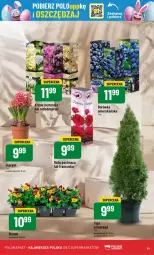 Gazetka promocyjna PoloMarket - Gazetka - ważna od 25.03 do 25.03.2025 - strona 47 - produkty: Sok, Hiacynt, Borówka, Róża