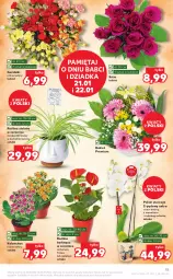 Gazetka promocyjna Kaufland - OFERTA TYGODNIA - Gazetka - ważna od 26.01 do 26.01.2022 - strona 15 - produkty: Kalanchoe, Storczyk, Bukiet, Mięta