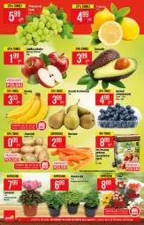 Gazetka promocyjna PoloMarket - Gazetka pomocyjna - Gazetka - ważna od 16.11 do 16.11.2021 - strona 8 - produkty: Cyklamen, Ziemniaki, Winogrona, Wino, Jabłka
